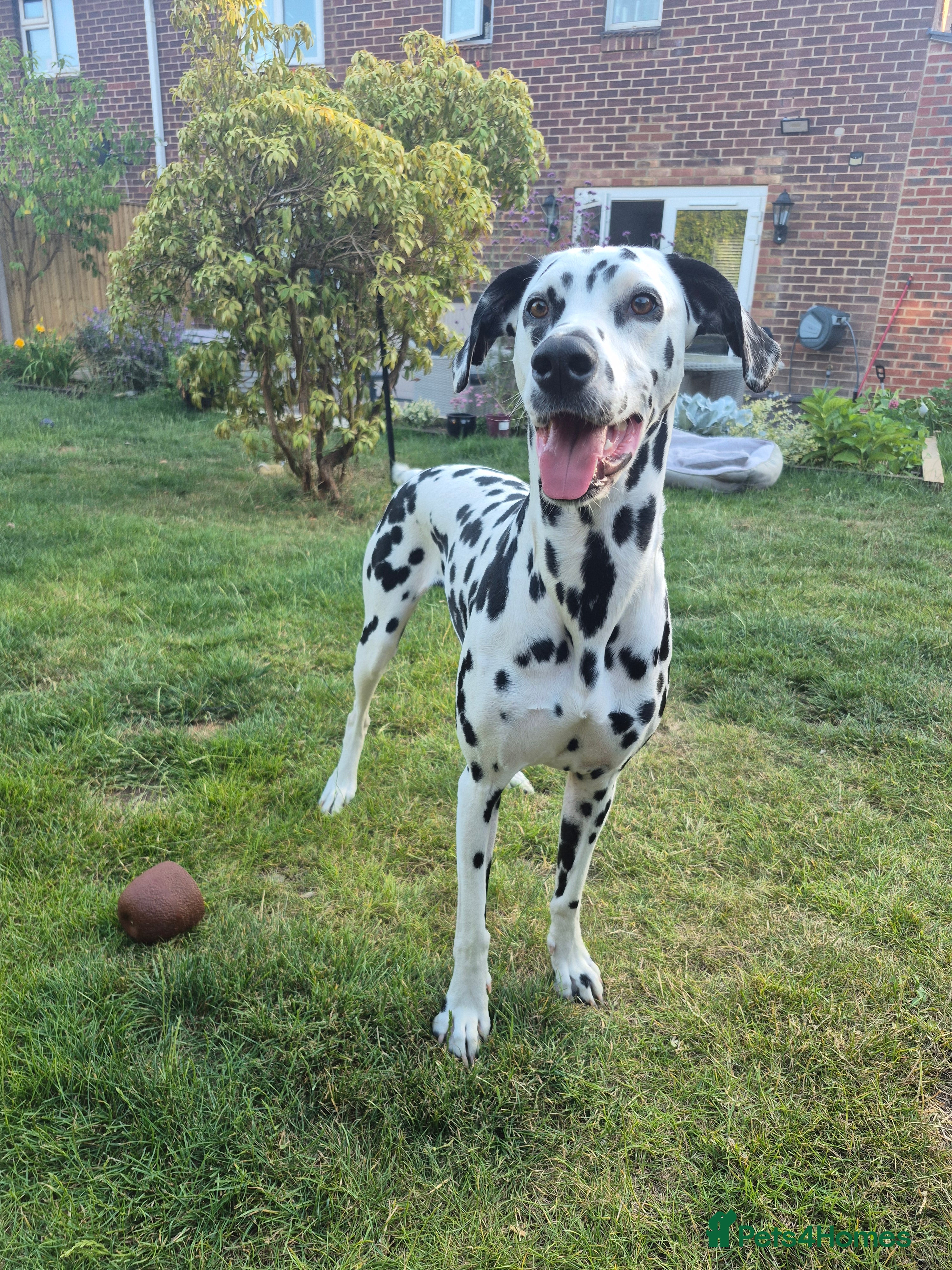 Dalmatian dogs 15 Dalmation puppies in Southampton - Advert 2