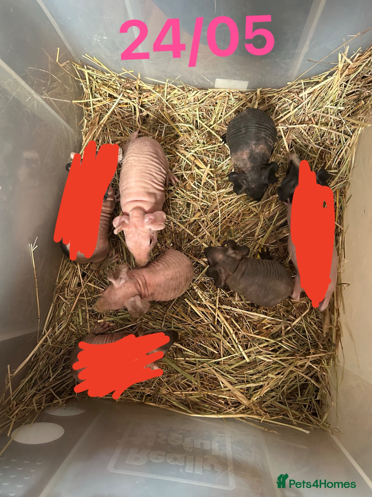 Guinea Pig rodents Skinny Pig Sows.  - Advert 11