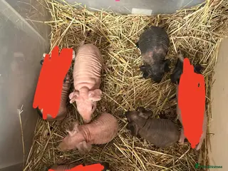 Guinea Pig rodents Skinny Pig Sows. - Advert 18
