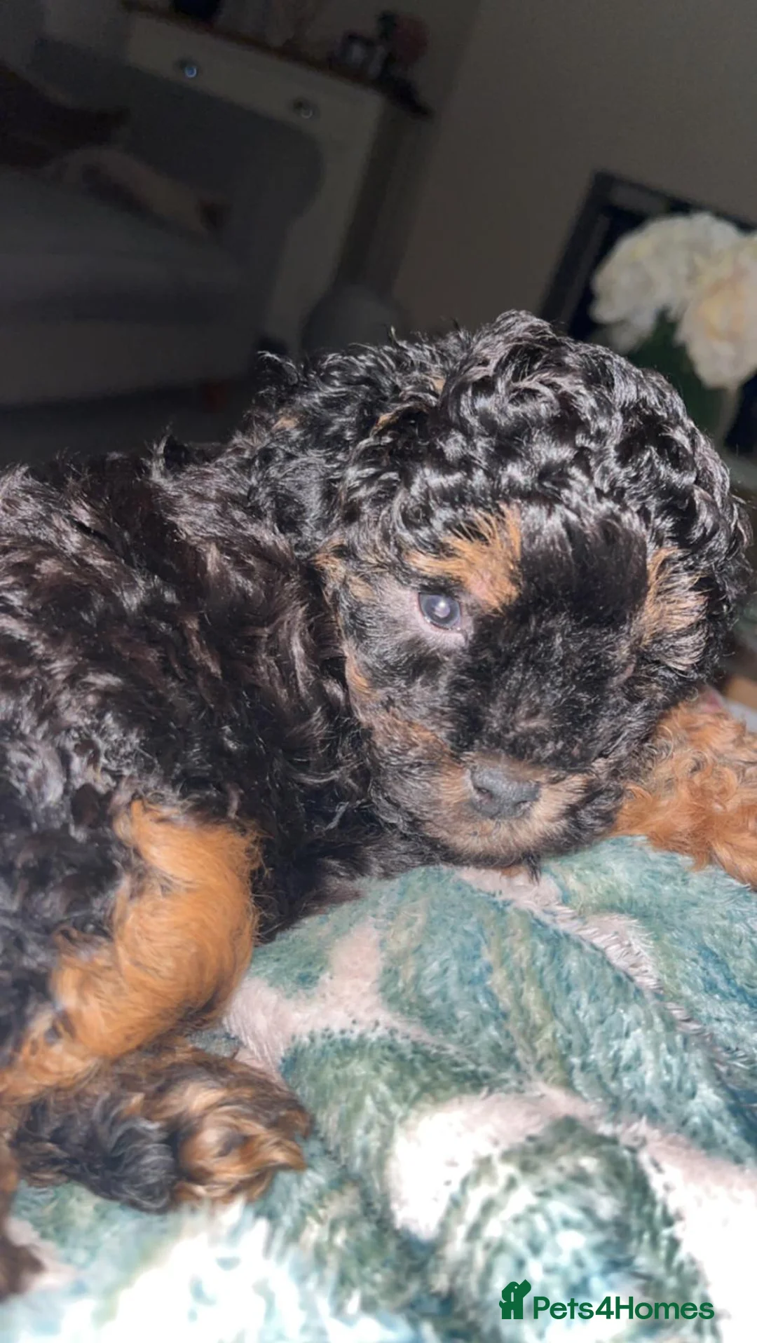 Toy Poodle dogs for stud: Kc health tested toy poodle for stud in Torpoint - Advert 24