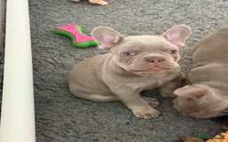 French Bulldog dogs for sale: French Bulldog Puppies - Image 3