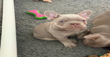 French Bulldog dogs - Advert 4