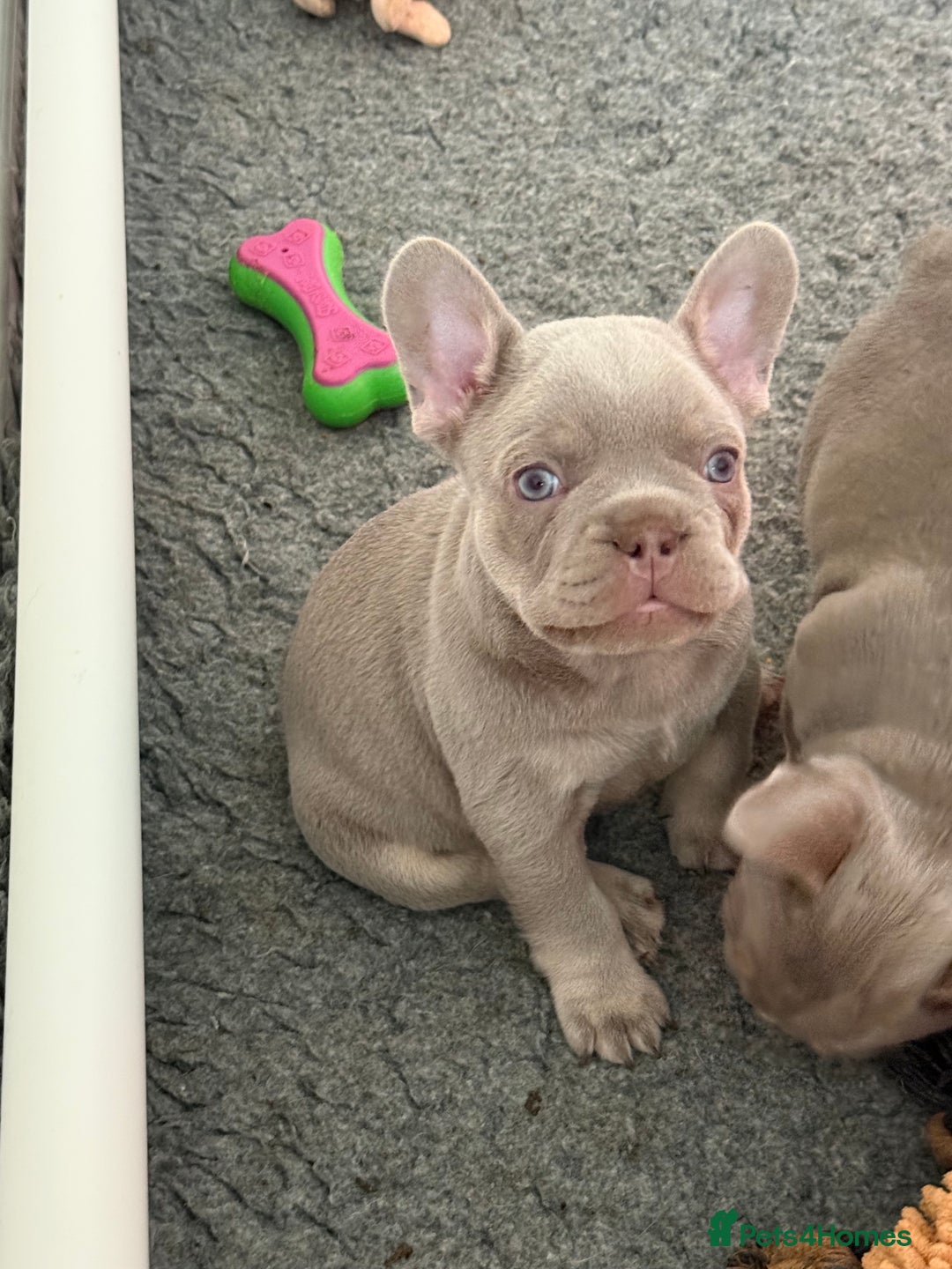 French Bulldog dogs for sale: French Bulldog Puppies - Image 3