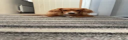 Cocker Spaniel dogs for sale: Margot, 9-Month Old Female Working Cocker Spaniel - Advert 4