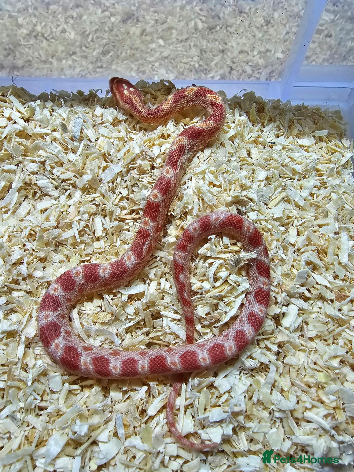 Corn Snake reptiles Corn snake  - Advert 1