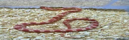 Corn Snake reptiles for sale: Corn snake  in Leicester - Advert 1