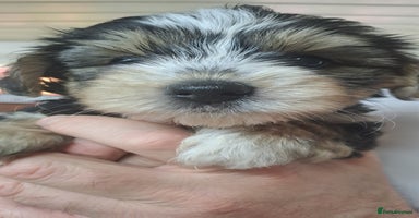 Yorkshire Terrier dogs - Advert 3