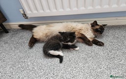 Ragdoll cats for sale: Adorable 9 Week Old Kittens - Litter Trained - Image 6
