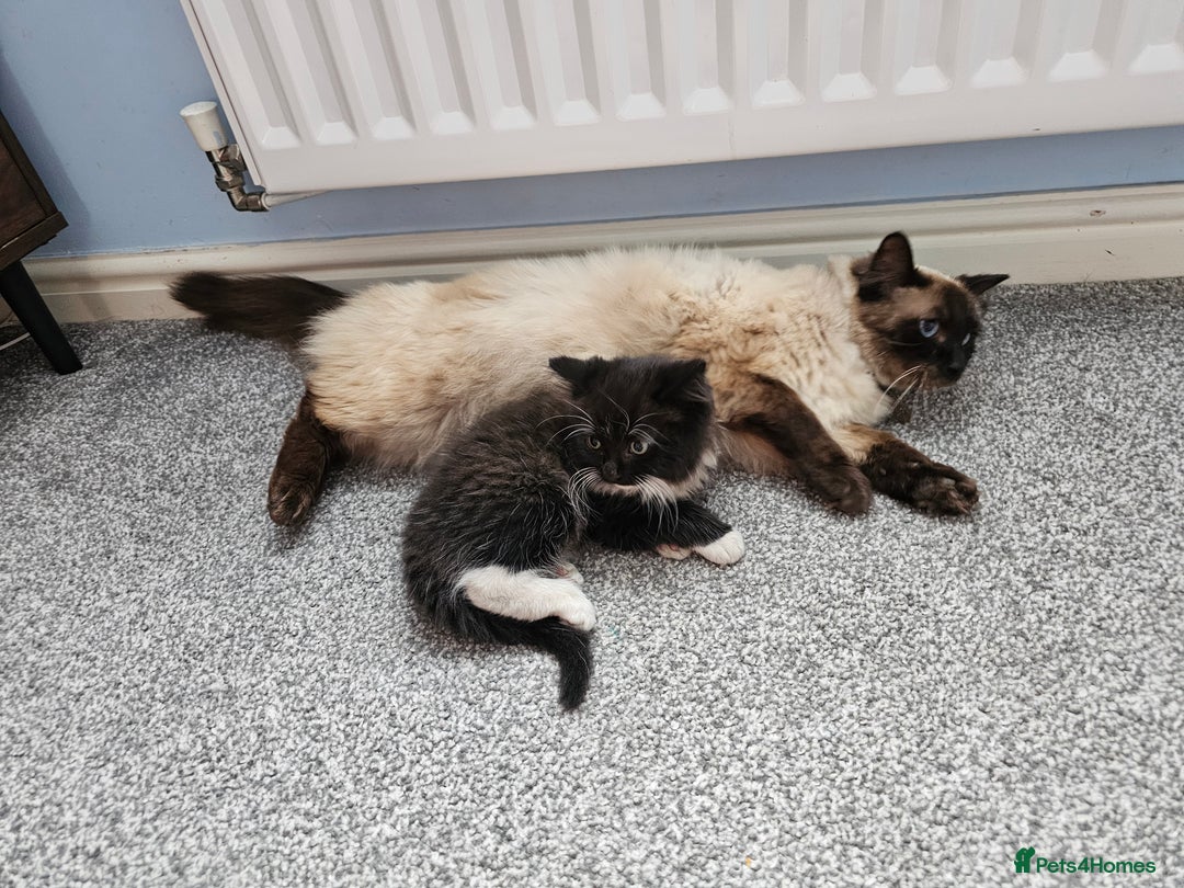Ragdoll cats for sale: Adorable 9 Week Old Kittens - Litter Trained - Image 6