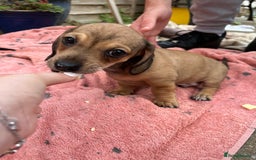 Chiweenie dogs for sale: Beautiful dachshund/ chihuahua puppies  - Image 3