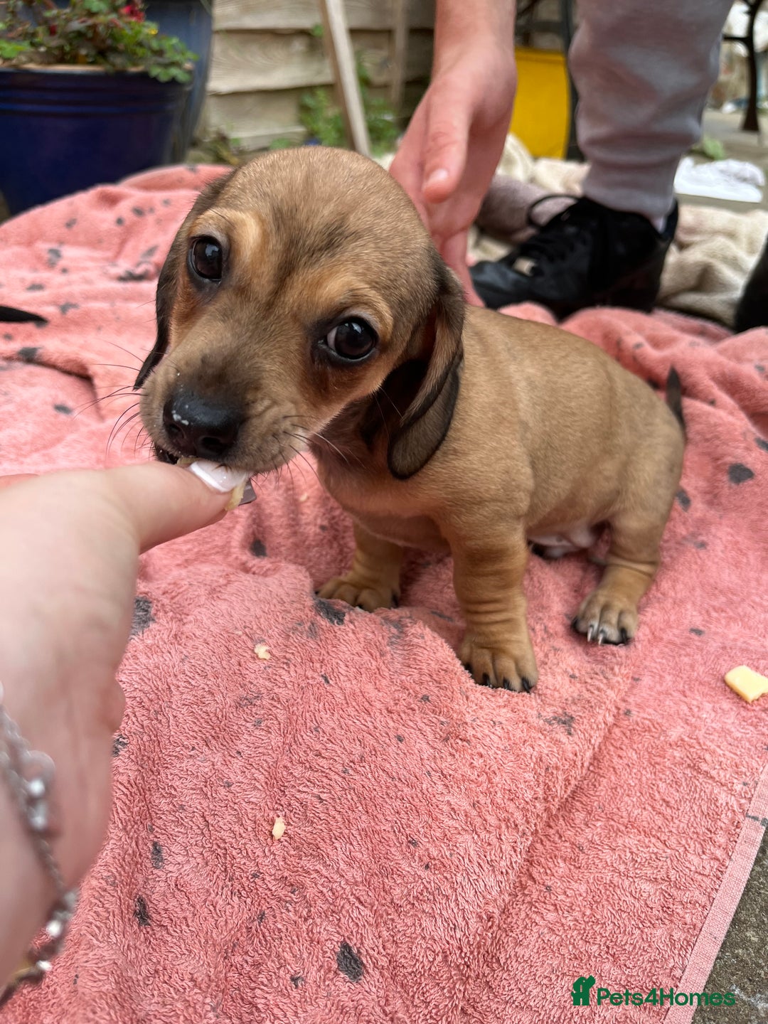 Chiweenie dogs for sale: Beautiful dachshund/ chihuahua puppies  - Image 3