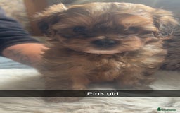 Shihpoo dogs for sale: For sale 5 stunning shihpoo puppies - Image 4