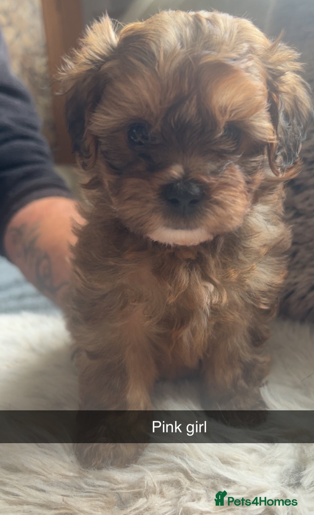 Shihpoo dogs for sale: For sale 5 stunning shihpoo puppies - Image 4