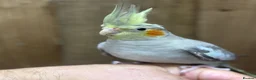 Cockatiels birds for sale: Baby cocktails  - Advert 3