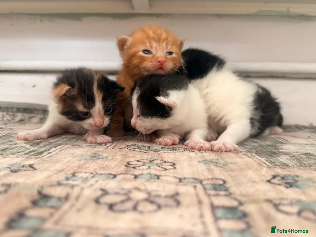 Domestic Shorthair cats for sale: Farm raised DSH kittens  - Advert 7