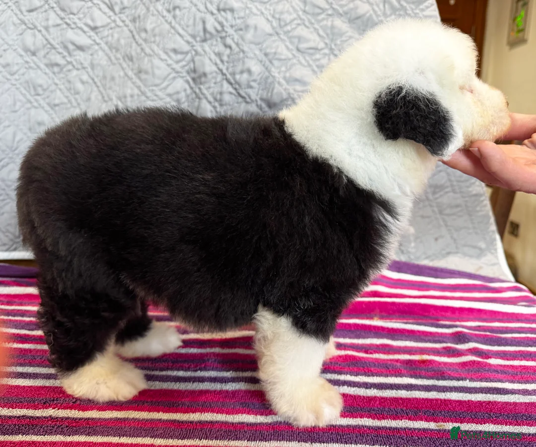 Old English Sheepdog dogs for sale: Outstanding OES top Show Lines,Exceptional Quality - Advert 9