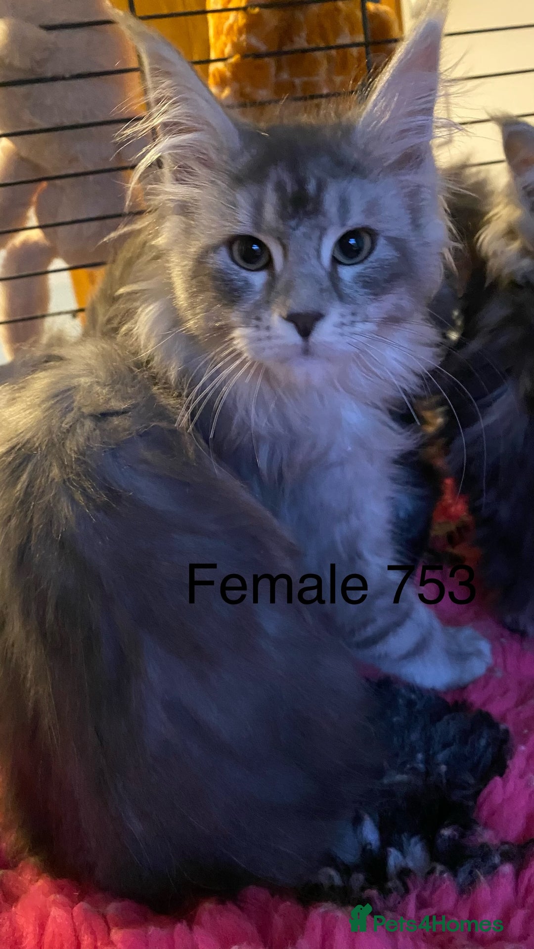 Maine Coon cats for sale: Pedigree Maine Coons - Advert 19