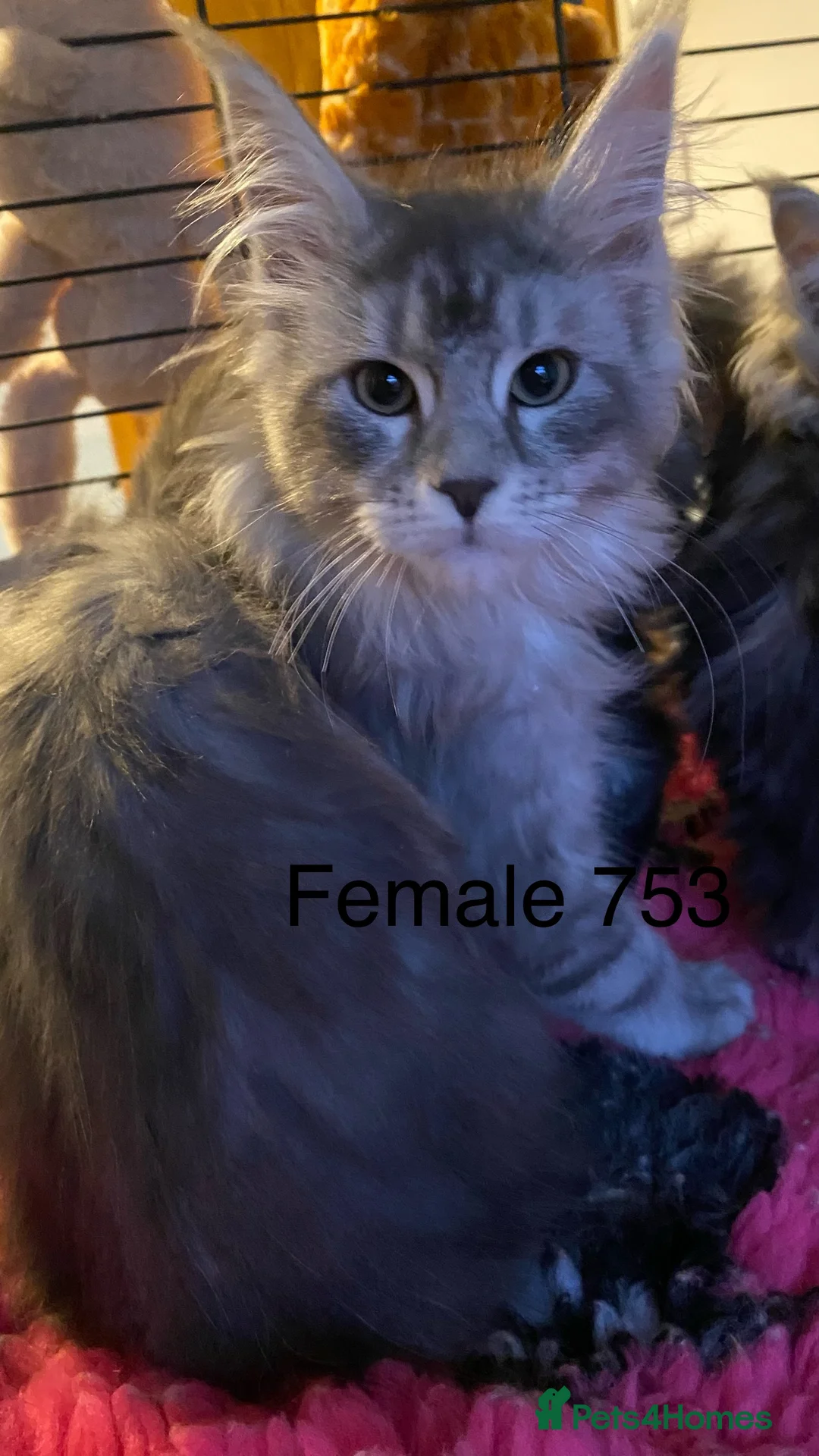 Maine Coon cats for sale: Pedigree Maine Coons - Advert 19