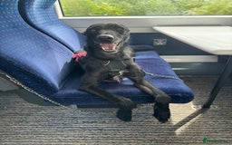 Lurcher dogs for sale: Four-year-old lurcher for sale - Image 12