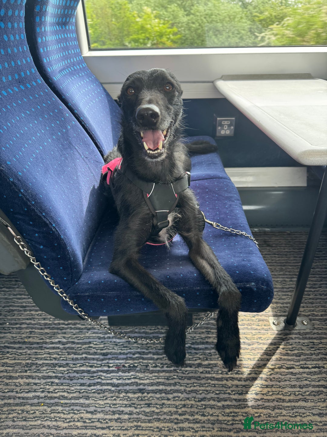 Lurcher dogs for sale: Four-year-old lurcher for sale - Image 12