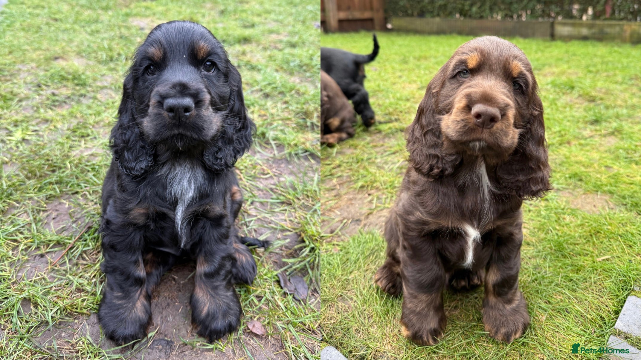 Cocker Spaniel dogs KC Reg Show Type Cocker Spaniel Puppies - Advert 1