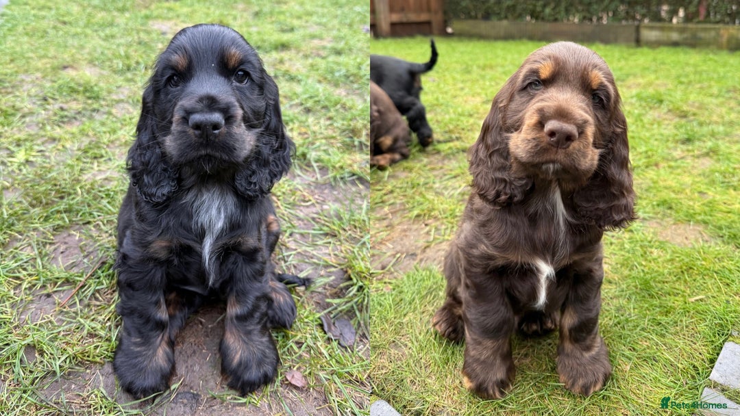 Cocker Spaniel dogs for sale: KC Reg Show Type Cocker Spaniel Puppies - Advert 1