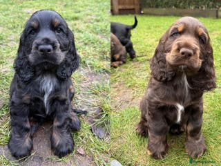 Cocker Spaniel dogs KC Reg Show Type Cocker Spaniel Puppies - Advert 2