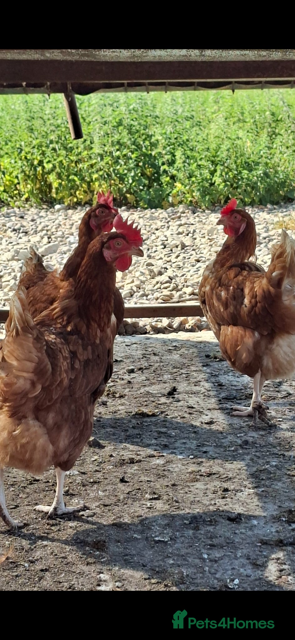 Chickens poultry Laying hyline hens for sale from the 13th June   - Advert 2