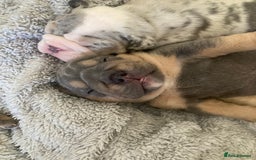 English Bulldog dogs for sale: New English bull dogs  - Image 22