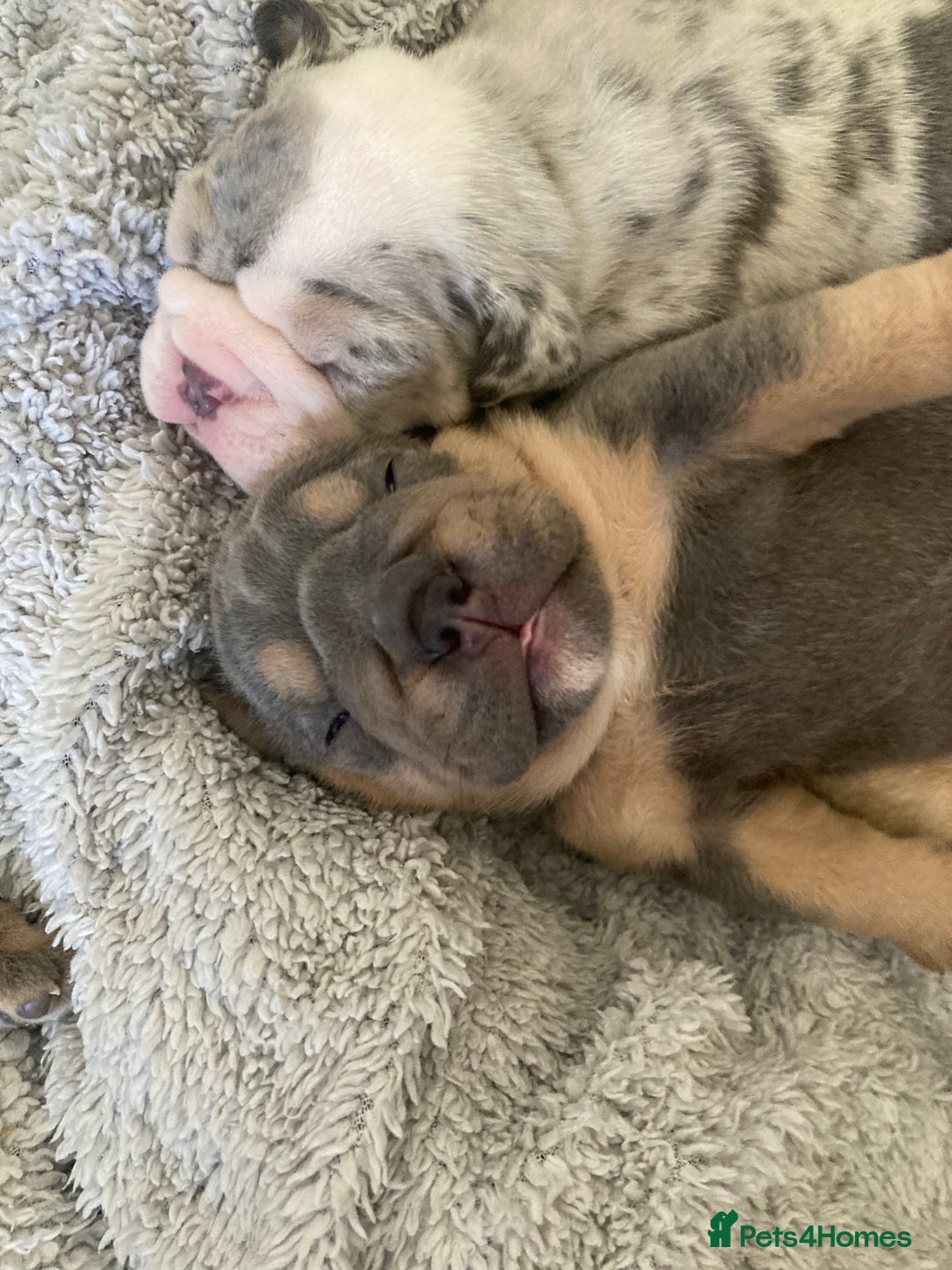 English Bulldog dogs for sale: New English bull dogs  - Image 22