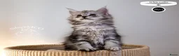 Maine Coon cats for sale: Stunning Maine Coon Kittens - Advert 25