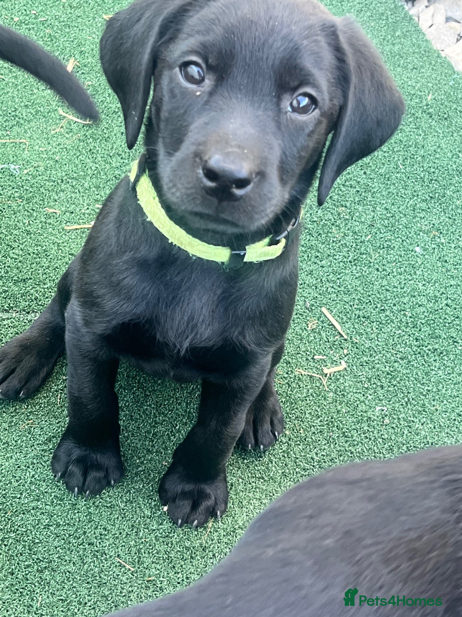 Labrador Retriever dogs Last girl available ready to leave labrador - Advert 1