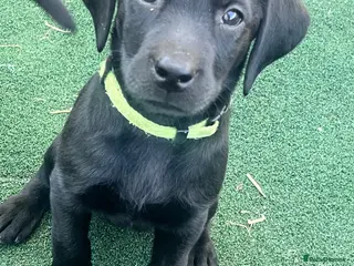 Labrador Retriever dogs Last girl available ready to leave labrador - Advert 1