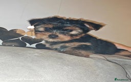 Yorkshire Terrier dogs for sale: 2 Beautiful Yorkshire Terrier Puppy Boys.  - Image 7
