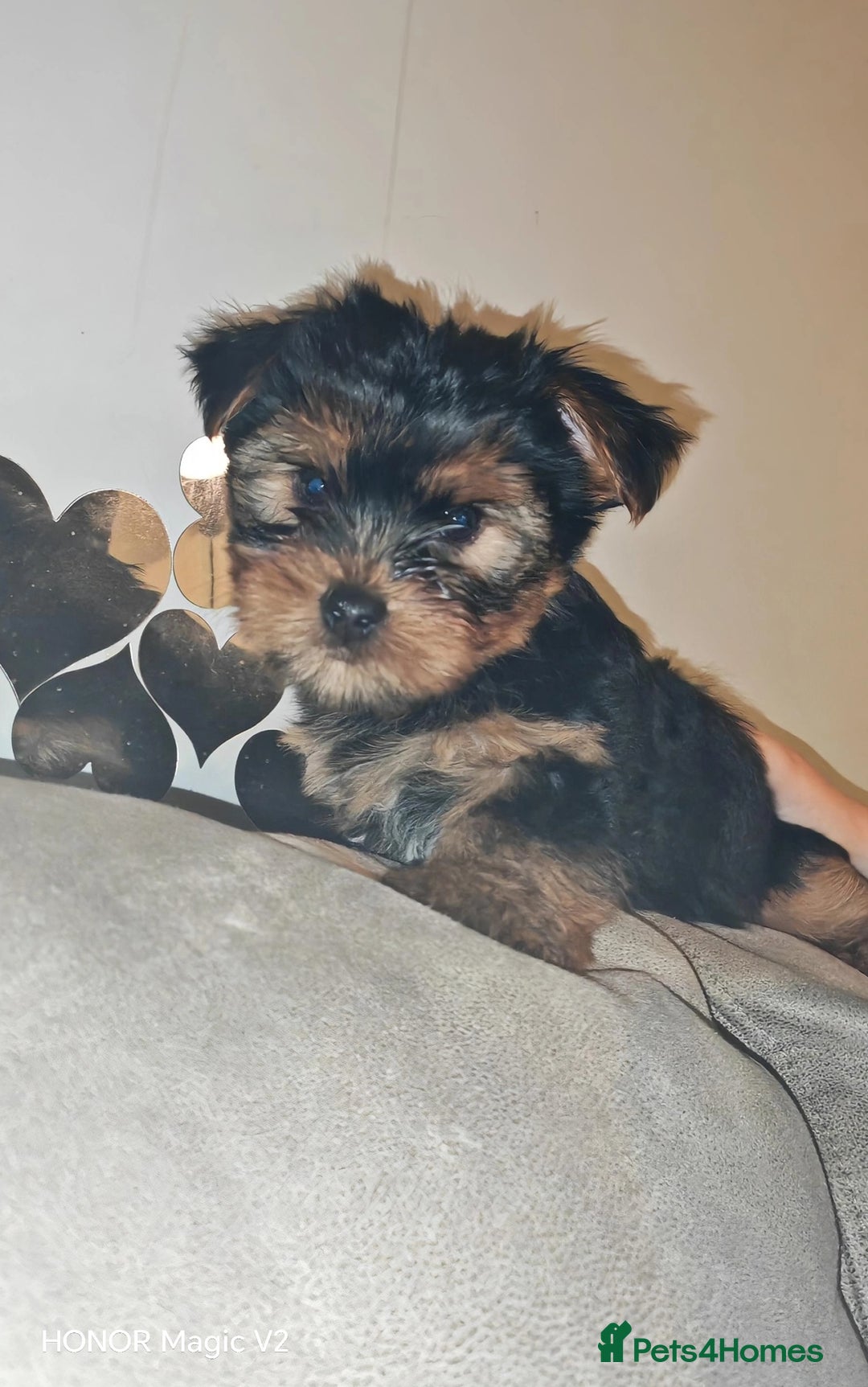 Yorkshire Terrier dogs for sale: 2 Beautiful Yorkshire Terrier Puppy Boys.  - Image 7