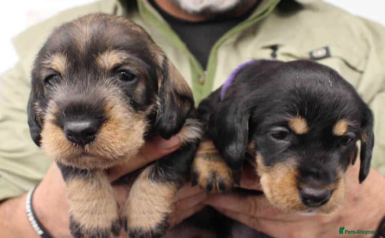 Dachshund dogs - Advert 1