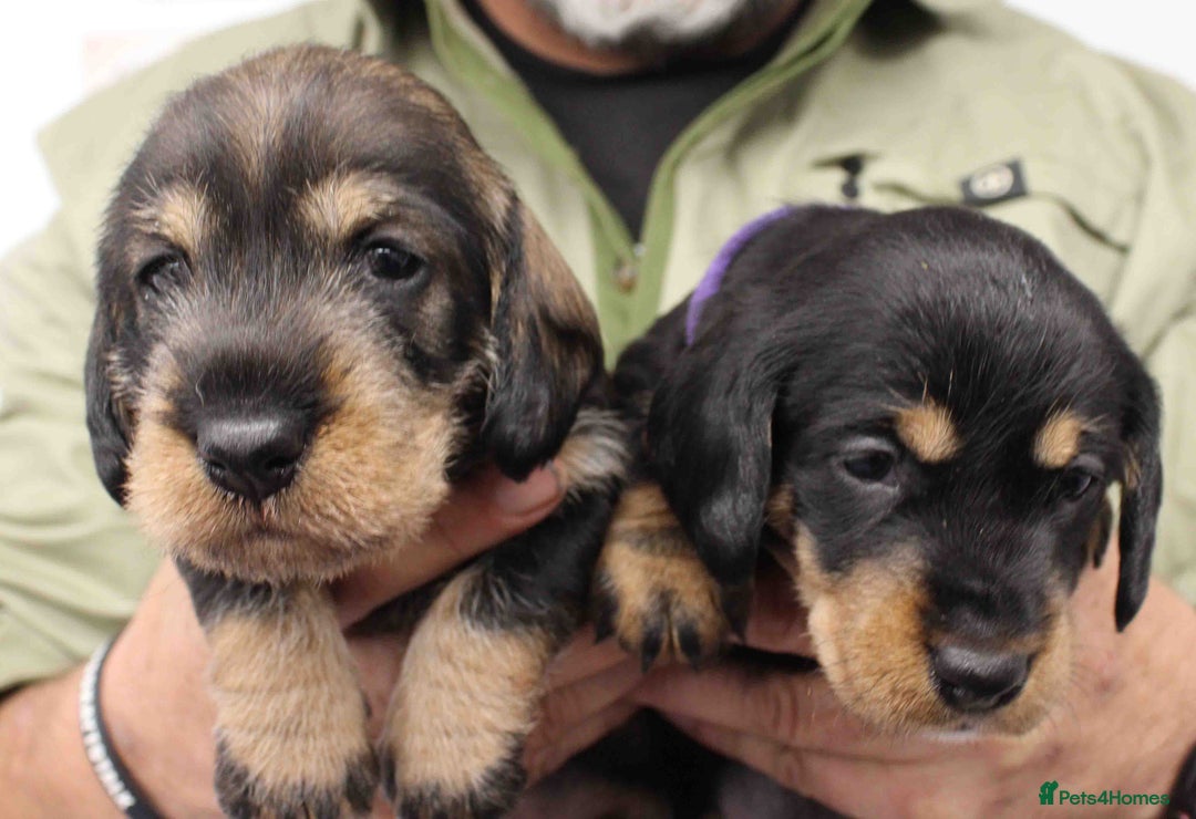 Dachshund dogs for sale: Wire Haired Dachshund Puppies - Image 21