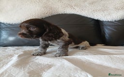 Cocker Spaniel dogs for sale:  show type spaniel puppies health tested parents  - Image 14