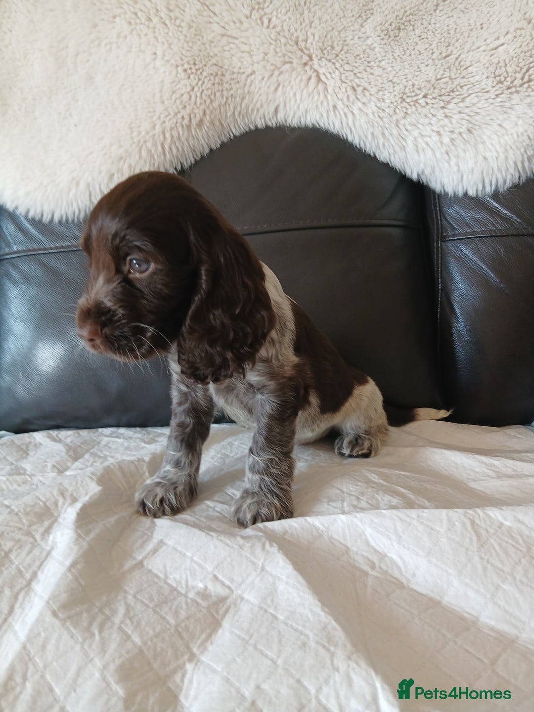 Cocker Spaniel dogs for sale:  show type spaniel puppies health tested parents  - Image 14