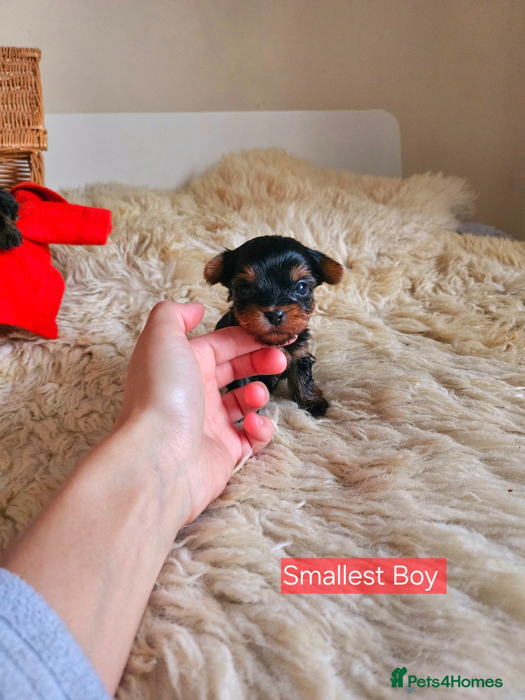 Yorkshire Terrier dogs for sale: True Miniature Yorkshire Terrier Puppies  - Advert 5