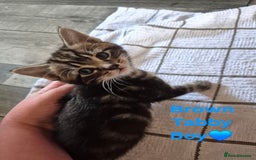 Domestic Shorthair cats for sale: 3 Beautiful kittens  - Image 9