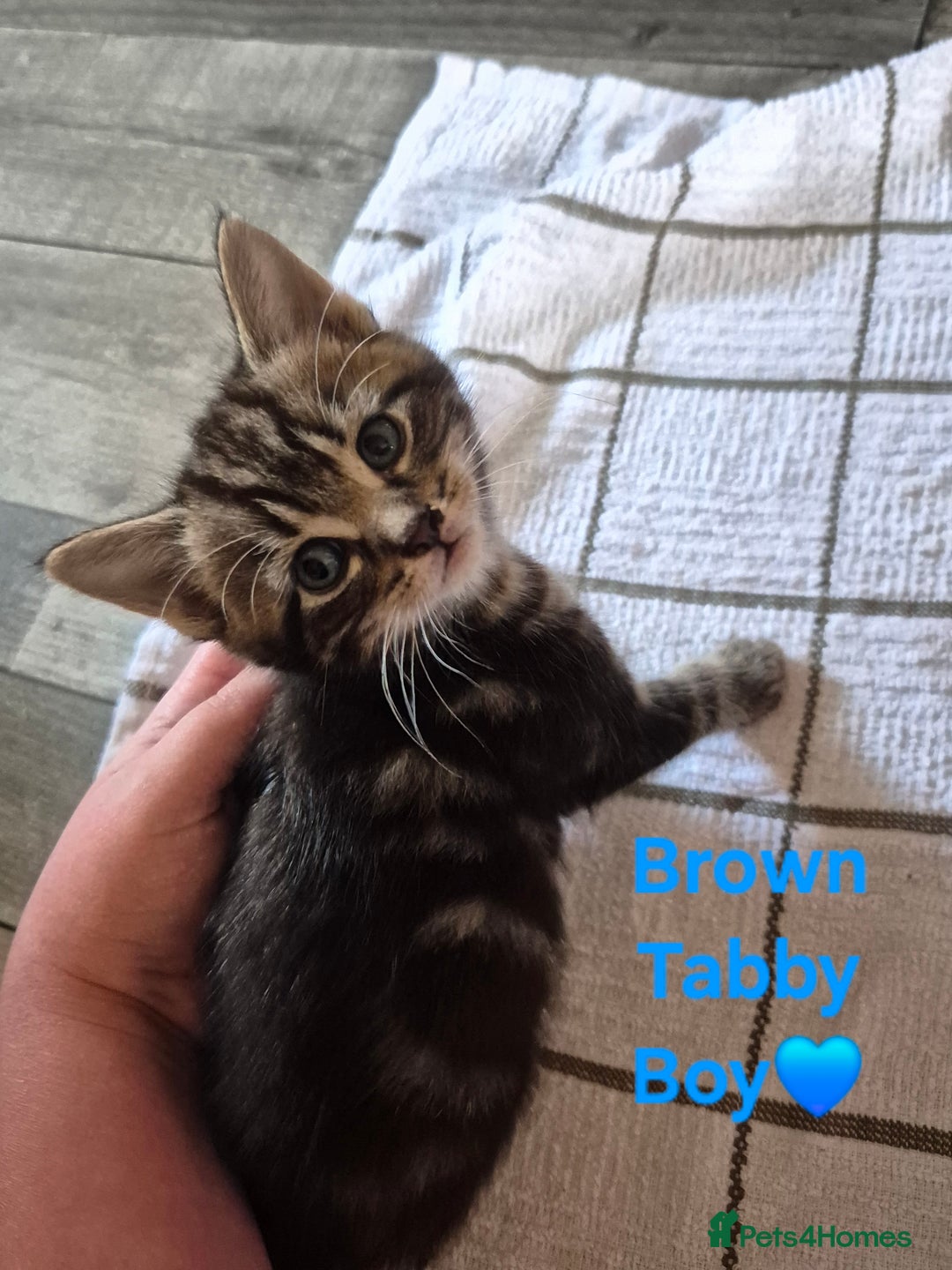 Domestic Shorthair cats for sale: 3 Beautiful kittens  - Image 9