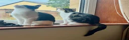 Domestic Shorthair cats for sale: 2 male kittens  - Advert 3