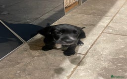 Bocker dogs for sale: Bocker Puppies for Sale - Image 6