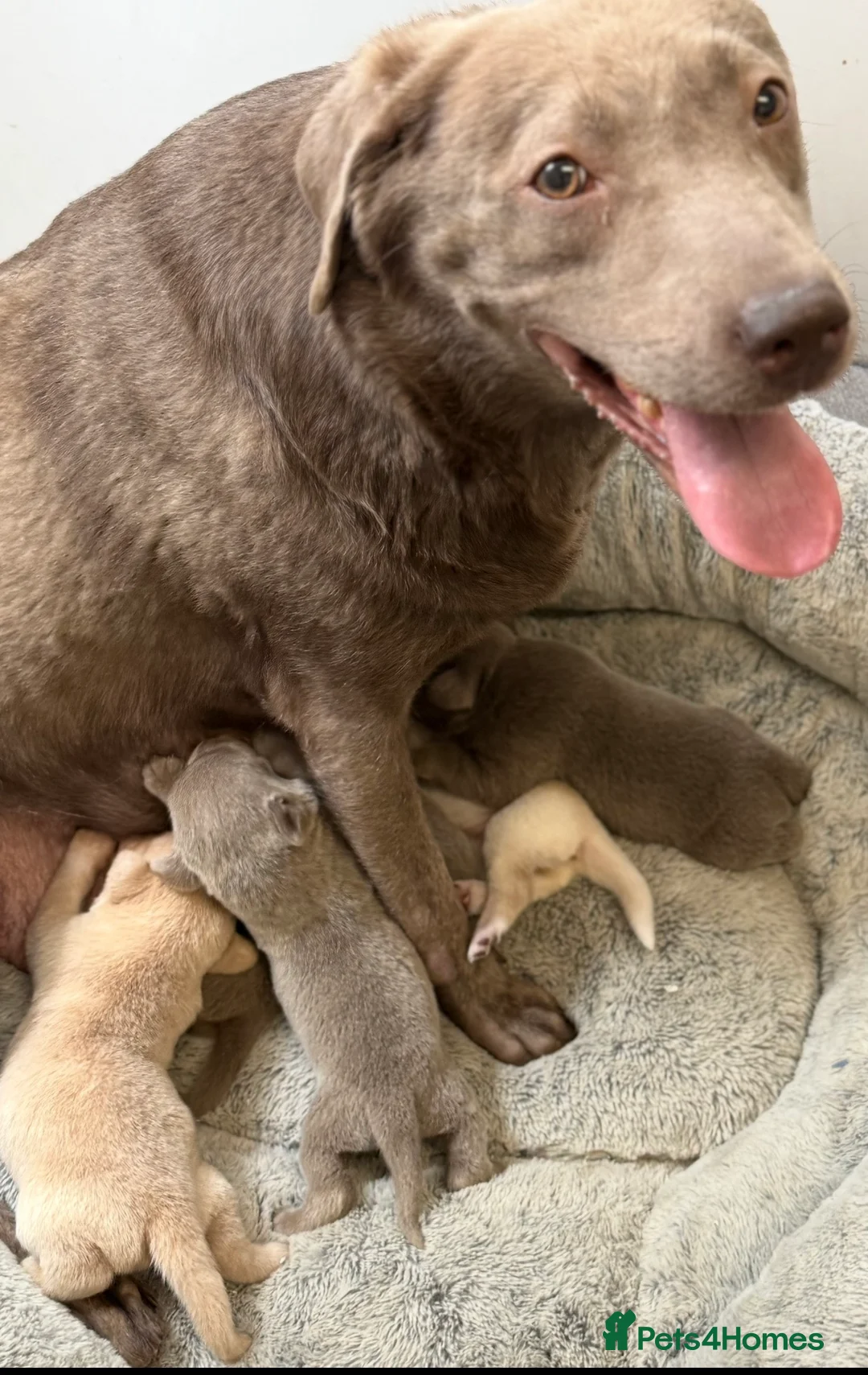 Labrador Retriever dogs for sale: KC SILVER-CHARCOAL-CHAMPAGNE Labradors  - Advert 1