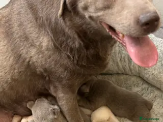 Labrador Retriever dogs KC SILVER-CHARCOAL-CHAMPAGNE Labradors - Advert 1