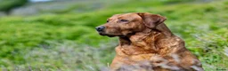 Labrador Retriever dogs for sale: Stunning dark red Labrador pups - Advert 5