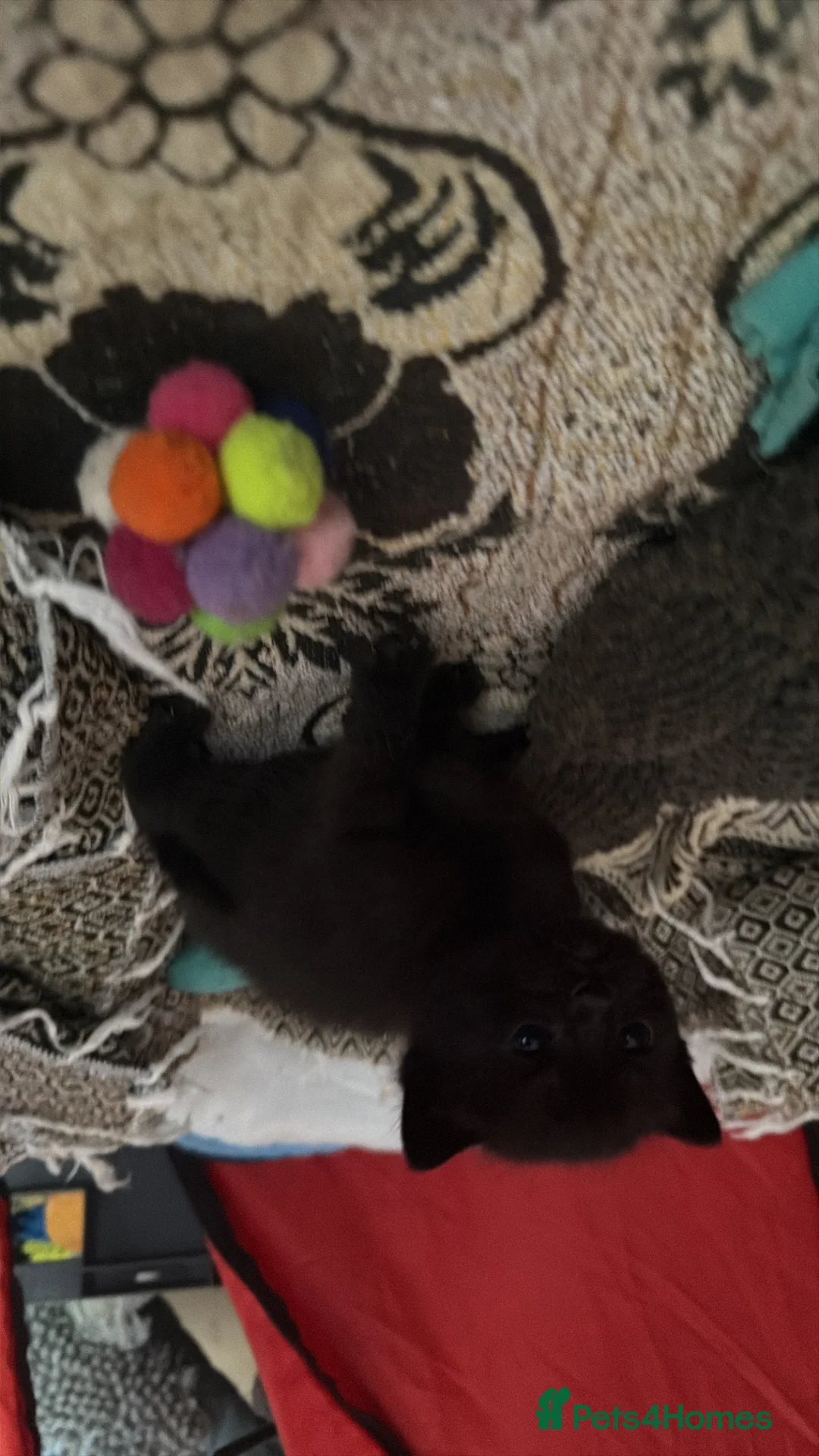 Mixed Breed cats for sale: 5 stunning kittens with beautiful temperaments  - Advert 2