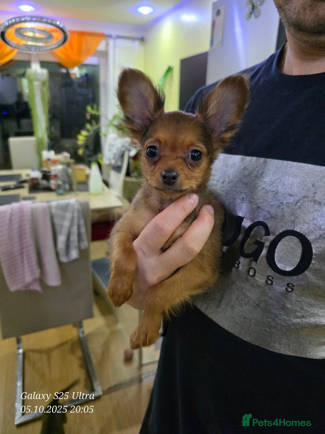 Russian Toy Terrier dogs for sale: Russian Toy Puppies  - Image 13