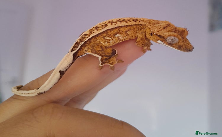 Gecko reptiles - Advert 1